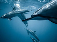 米乐官方网站-蒂姆2020赛季惊喜多过遗憾 来年有望冲世界第一？